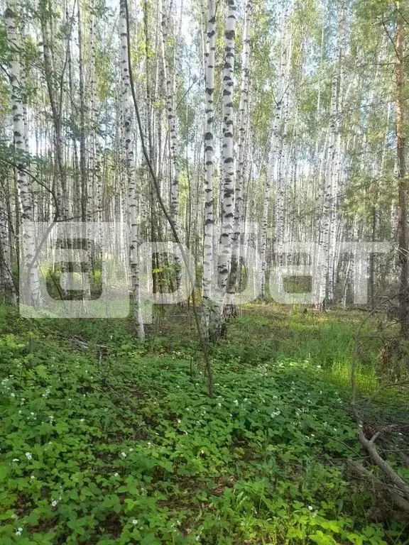 Участок в Нижегородская область, Кстовский муниципальный округ, с. ... - Фото 1