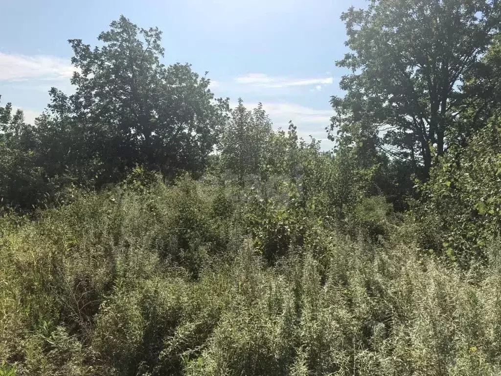 Участок в Амурская область, Благовещенск городской округ, с. Белогорье ... - Фото 2