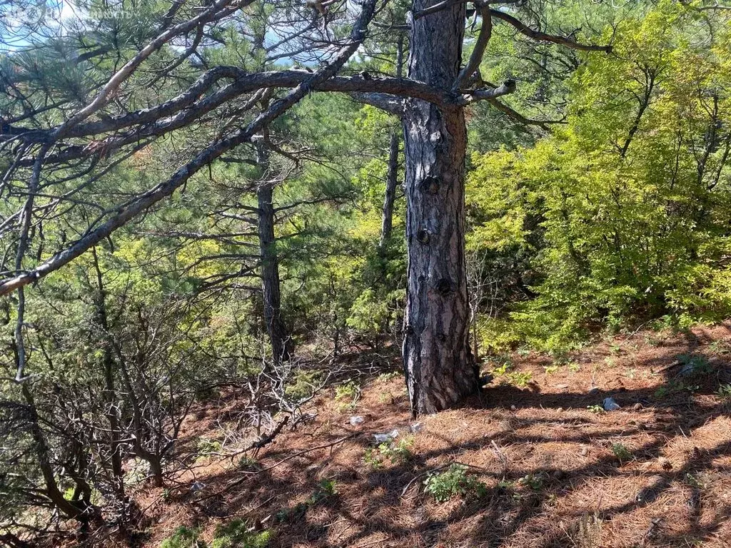 Участок в Алупка, переулок Изергина (10 м) - Фото 1