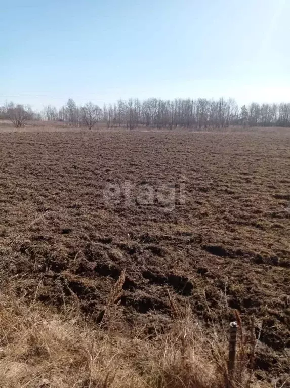 участок в амурская область, благовещенск с. верхнеблаговещенское, . - Фото 1