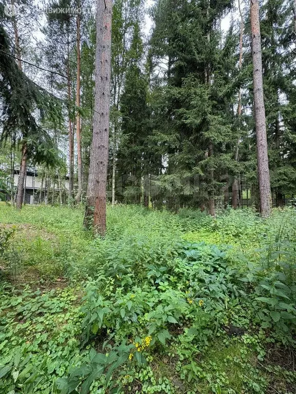 Участок в Химки, ТСН Новогорск Лес (25.9 м) - Фото 1