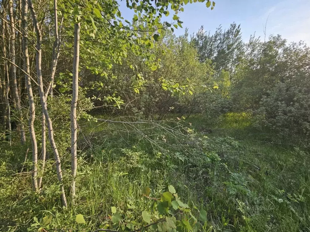 Участок в Московская область, Богородский городской округ, д. Следово ... - Фото 1