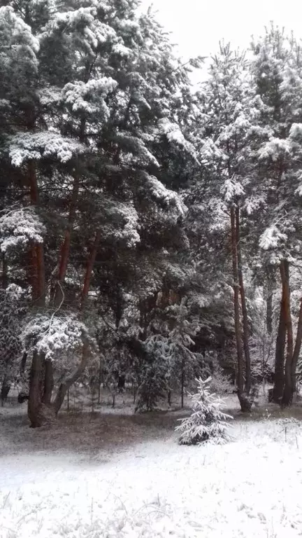 Дом в Белгородская область, Шебекинский городской округ, с. Безлюдовка ... - Фото 1