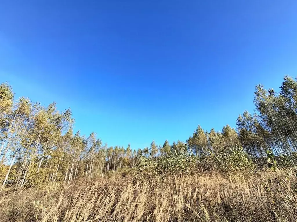 Участок в Марий Эл, Йошкар-Ола городской округ, д. Шоя-Кузнецово ул. ... - Фото 0