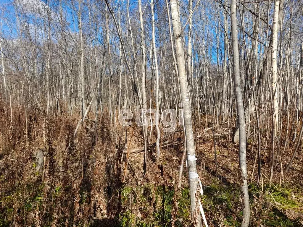 Участок в Сахалинская область, Южно-Сахалинск городской округ, с. ... - Фото 1