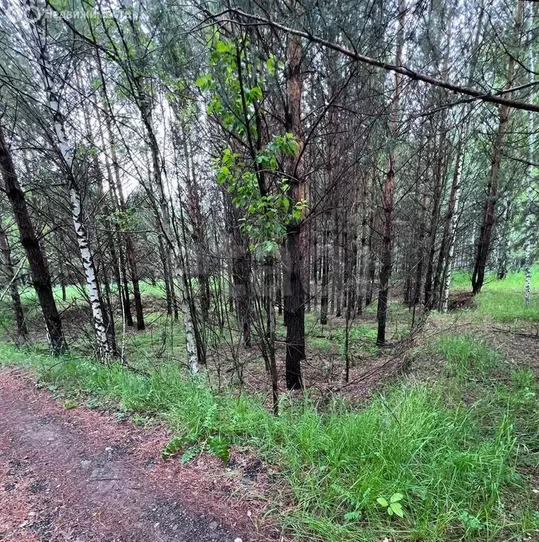 Участок в Искитимский район, село Морозово (15 м) - Фото 0
