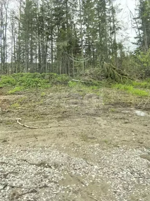 Участок в Пермский край, Березники ул. Вербная, 25 (8.48 сот.) - Фото 1