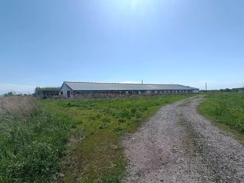 Участок в Алтайский край, Смоленский район, с. Смоленское ул. Соболева ... - Фото 1