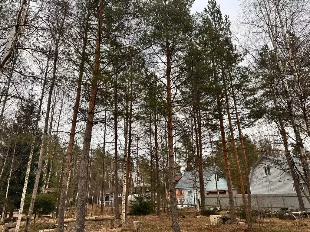 Участок в Выборгский район, Рощинское городское поселение, территория ... - Фото 1