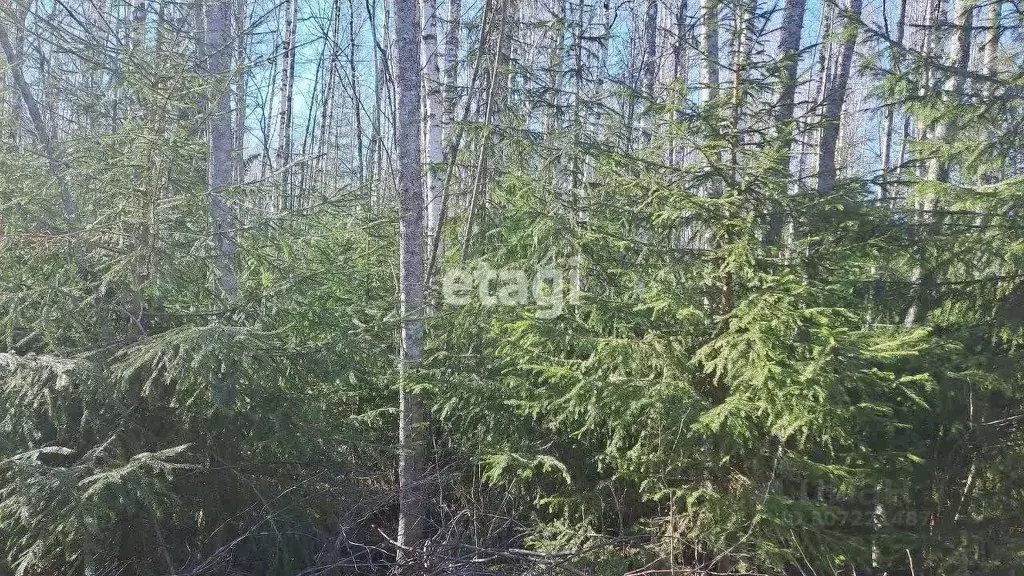 Участок в Ленинградская область, Выборгский район, Красносельское ... - Фото 0