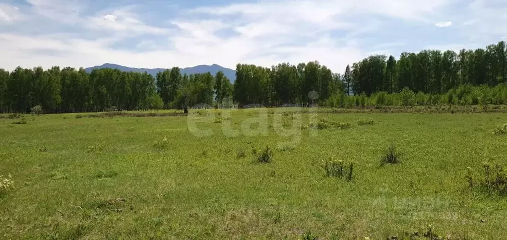 Участок в Алтай, Усть-Коксинский район, с. Горбуново  (530.0 сот.) - Фото 1