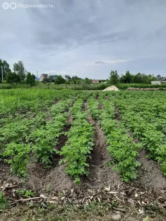 Участок в село Карачино, Новая улица (13.31 м) - Фото 1