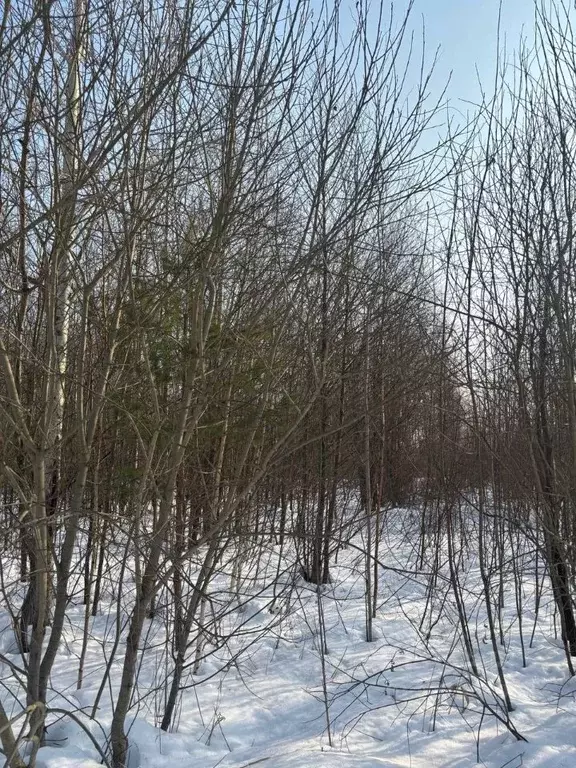 Участок в Московская область, Электрогорск Павлово-Посадский городской ... - Фото 1