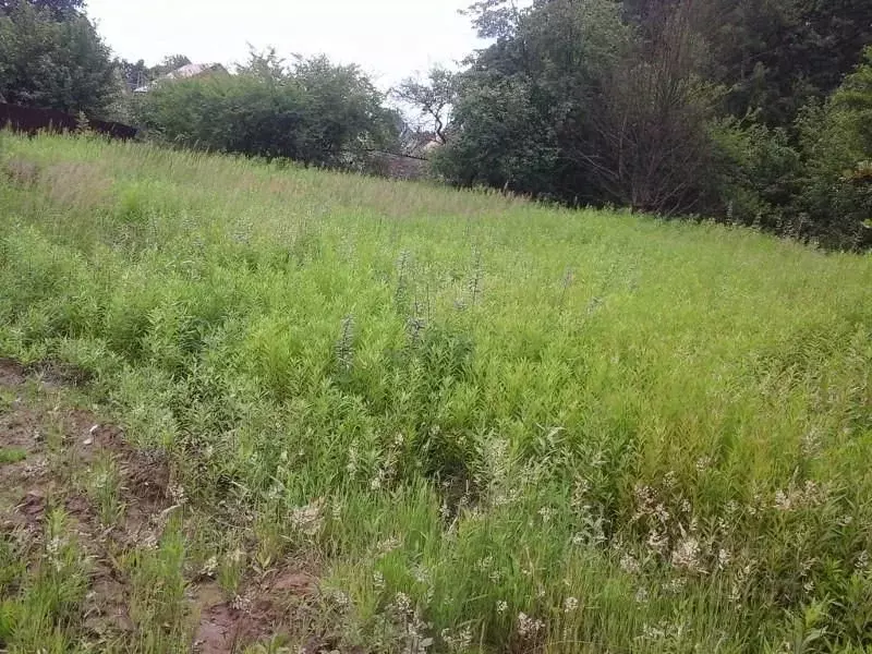 Участок в Калининградская область, Зеленоградск ул. Золотистая, 6А ... - Фото 1