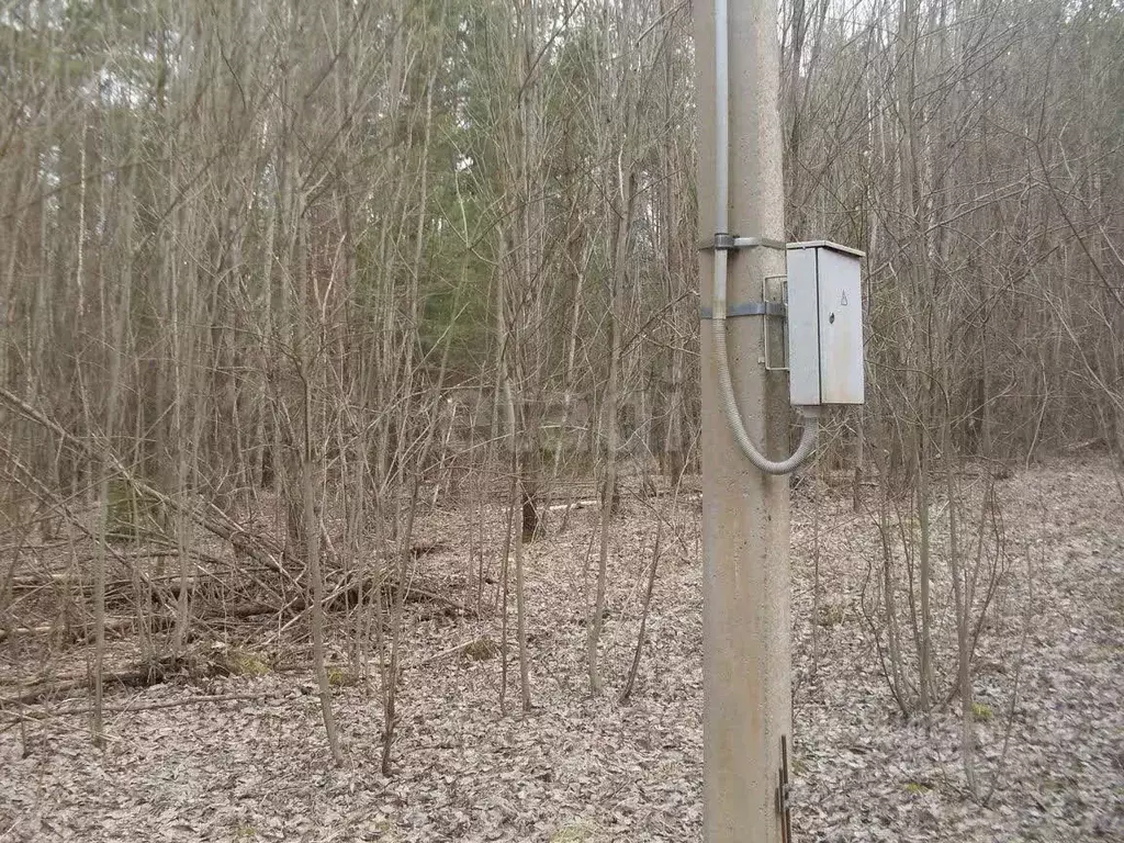 Участок в Псковская область, Плюсский муниципальный округ, д. Струйско ... - Фото 2