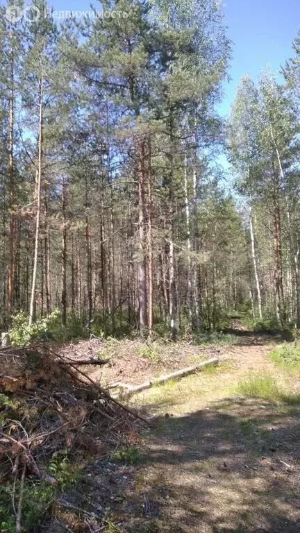 Участок в Кисельнинское сельское поселение (12.5 м) - Фото 0