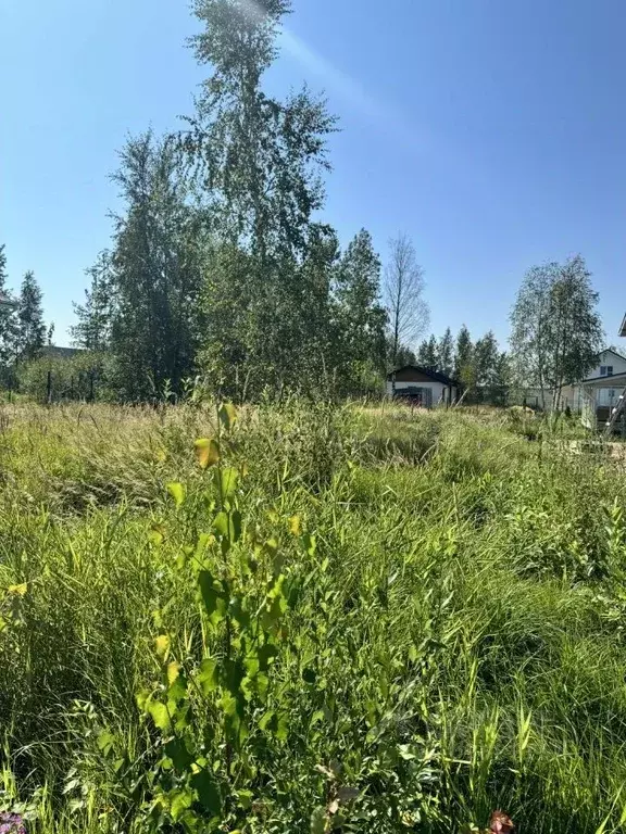 Участок в Ленинградская область, Всеволожский район, Агалатовское ... - Фото 1