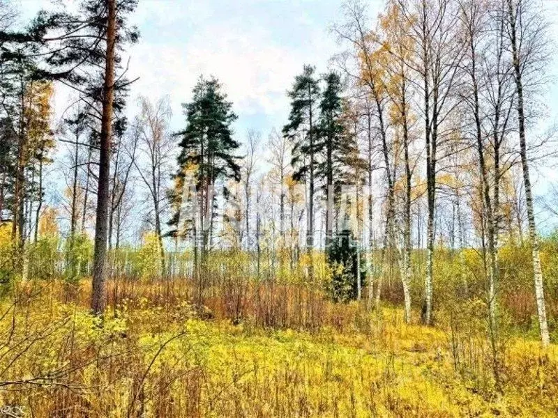 Участок в Ленинградская область, Приозерский район, Мельниковское ... - Фото 1