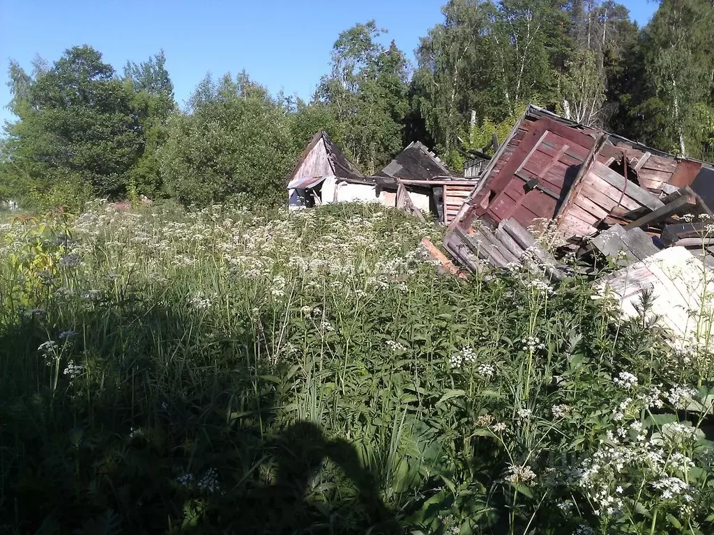 Участок в Воронежская область, Воронеж Сосна СНТ, ул. 10-я, 497 (6.0 ... - Фото 1