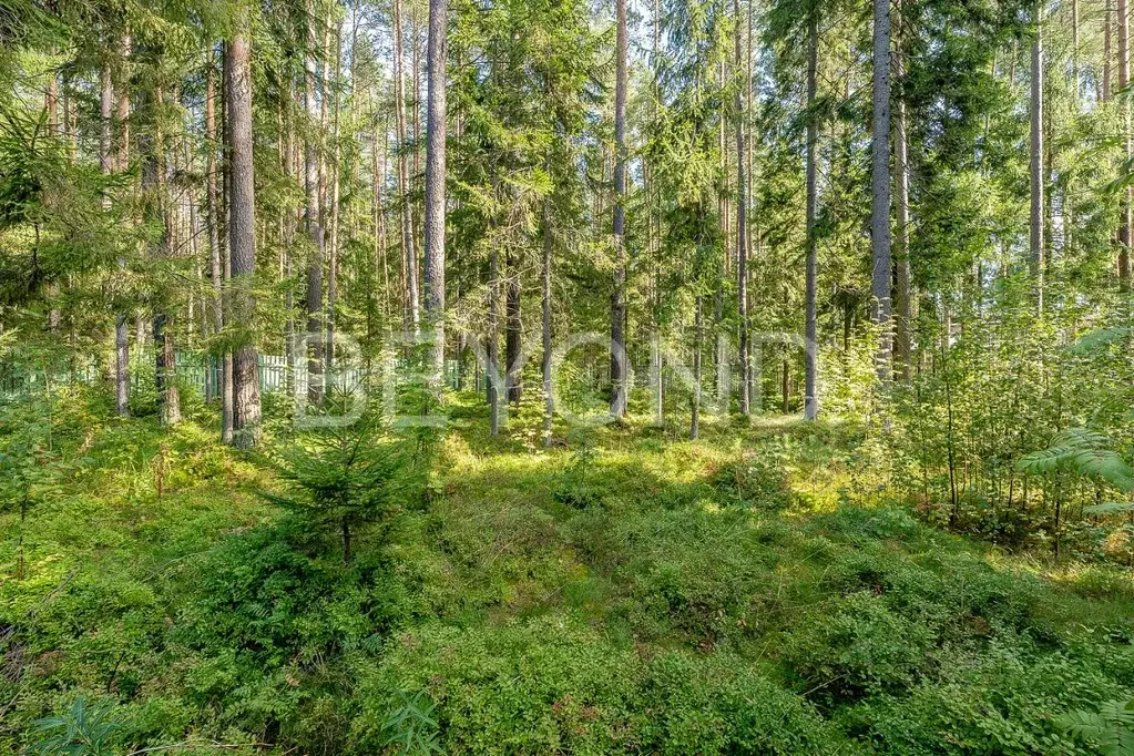 Участок в Санкт-Петербург, Санкт-Петербург, Зеленогорск Курортная ул. ... - Фото 1
