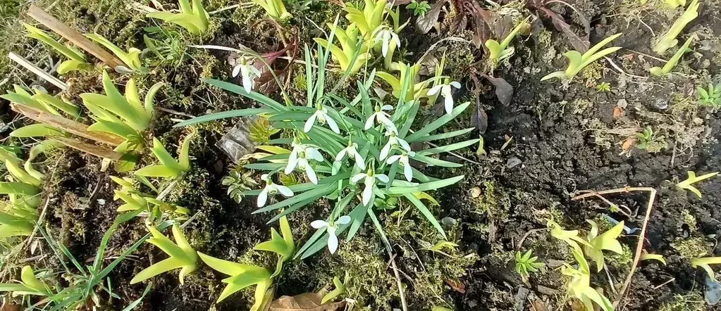 Дом в Ленинградская область, Кировский район, Павловское городское ... - Фото 1