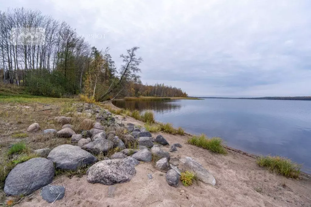 Участок в Ленинградская область, Приозерский район, Красноозерное ... - Фото 2