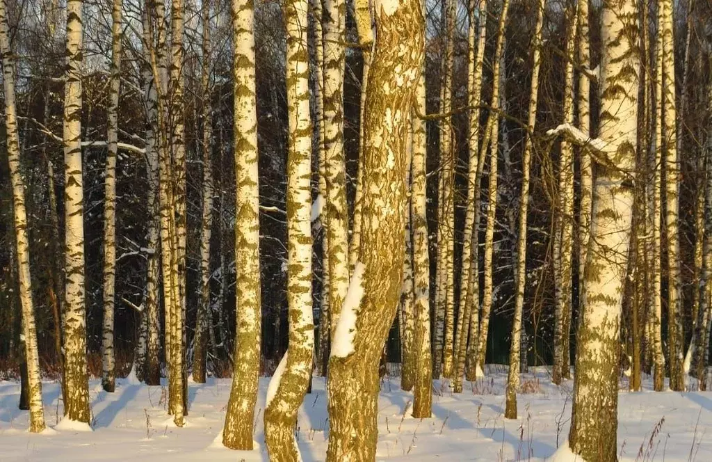 Участок в Московская область, Пушкинский городской округ, с. Тарасовка ... - Фото 2