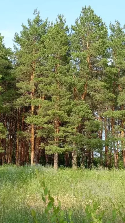 3-к кв. Саратовская область, Энгельсский район, Красноярское ... - Фото 0