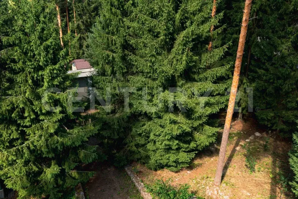 участок в ленинградская область, приозерский район, сосновское с/пос, . - Фото 0