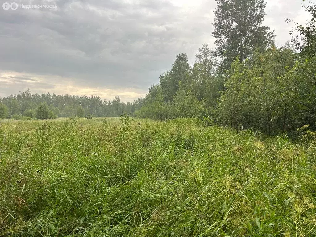 Участок в Московская область, Богородский городской округ, деревня ... - Фото 1