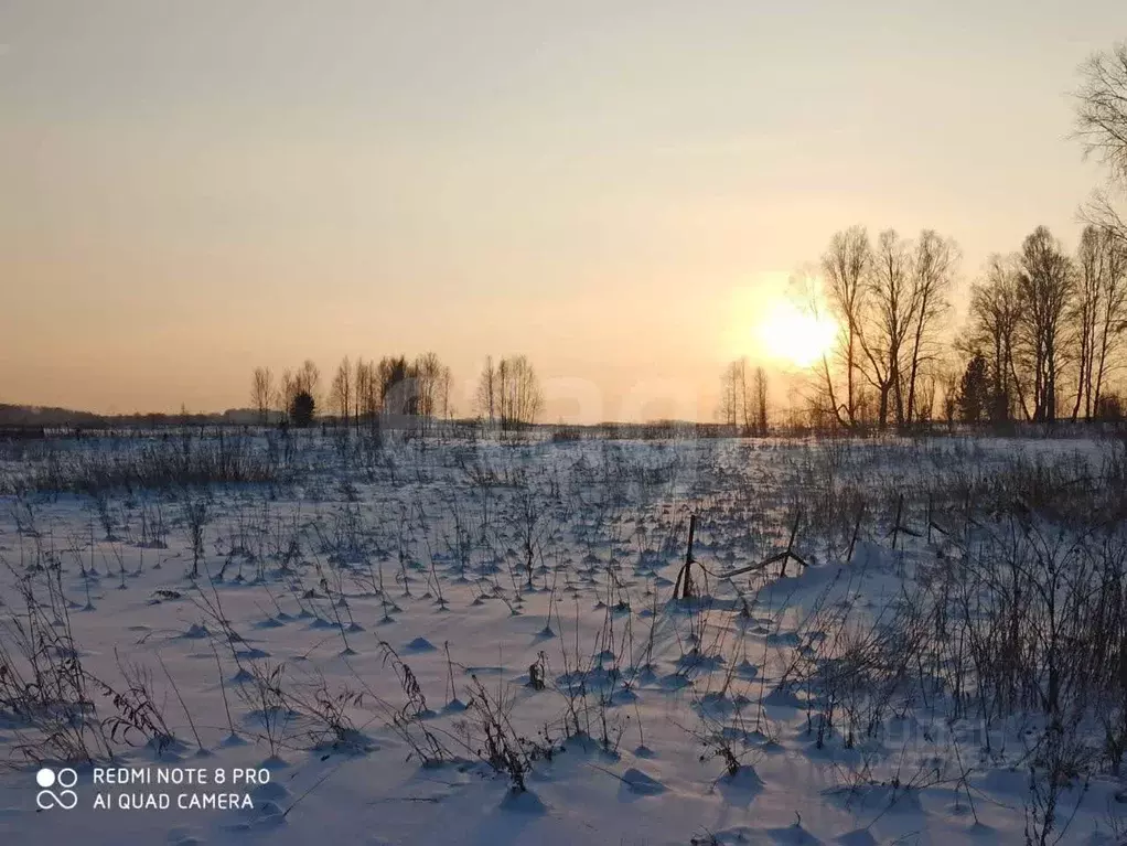 Участок в Новосибирская область, Тогучинский район, пос. Пермский ул. ... - Фото 1