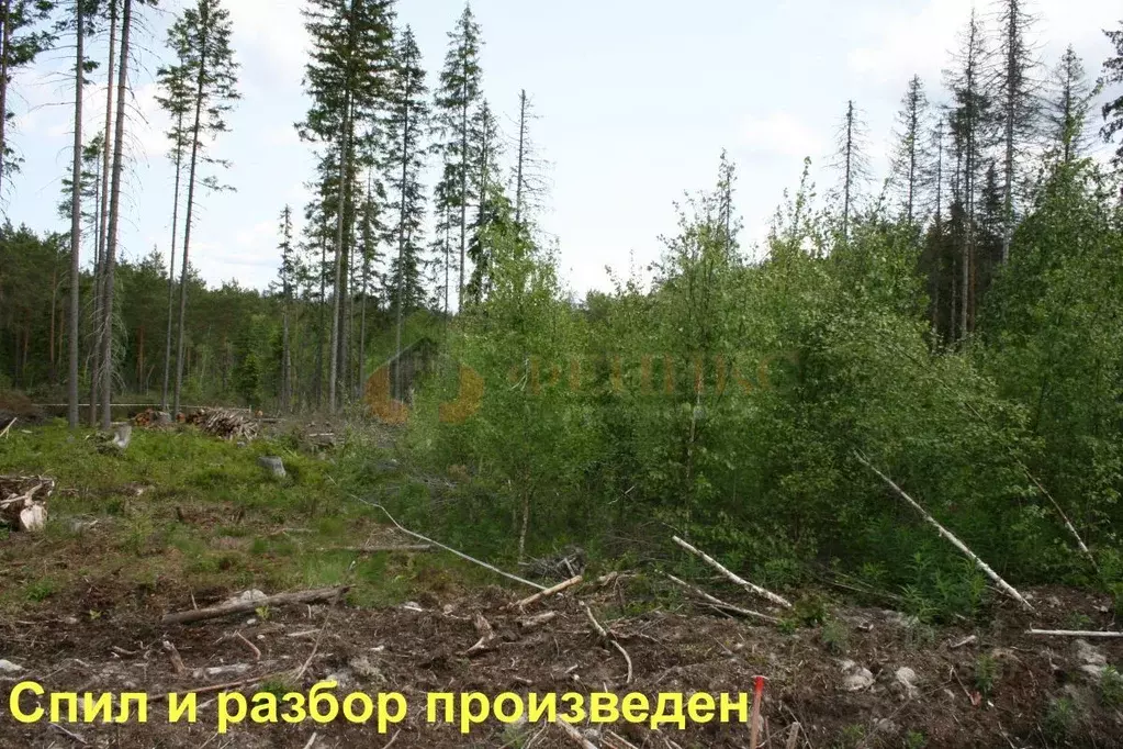 Участок в Ленинградская область, Выборгский район, Полянское с/пос, ... - Фото 0