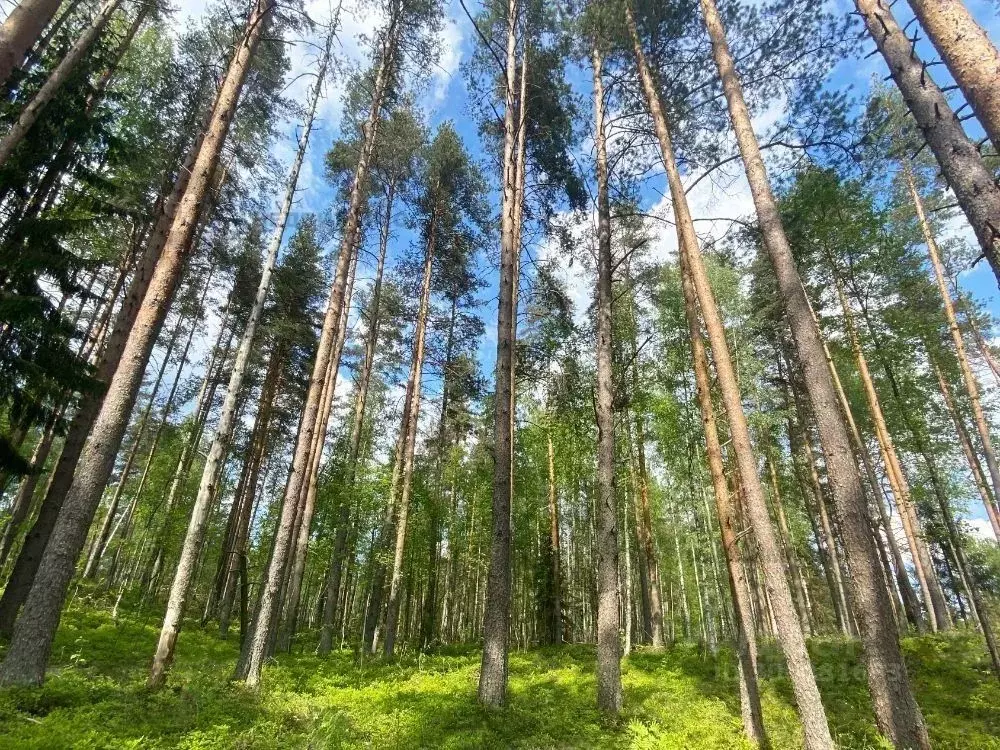 Участок в Ленинградская область, Всеволожский район, Куйвозовское ... - Фото 0