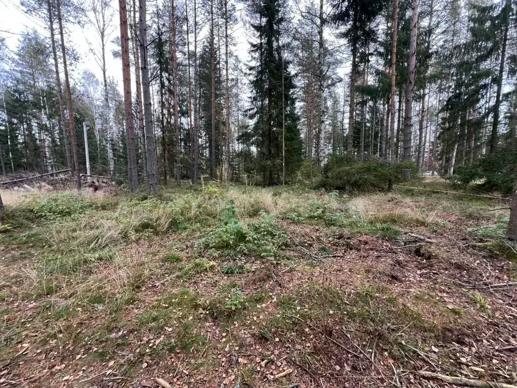 Участок в Ленинградская область, Всеволожское городское поселение, ... - Фото 2