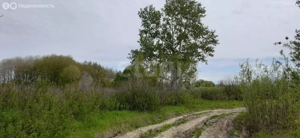 Участок в Тюменский муниципальный округ, село Борки (72 м) - Фото 0