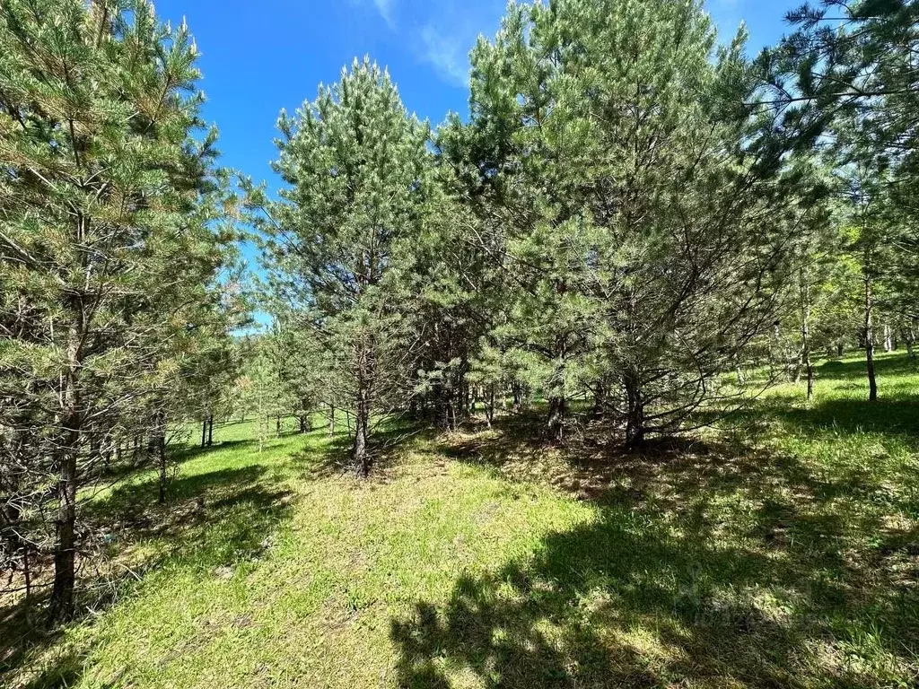 Участок в Алтай, Чемальский район, Элекмонарское с/пос, с. Элекмонар  ... - Фото 1