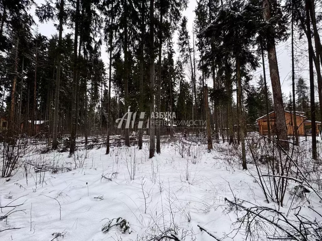 Участок в Московская область, Пушкинский городской округ, д. Могильцы, ... - Фото 1