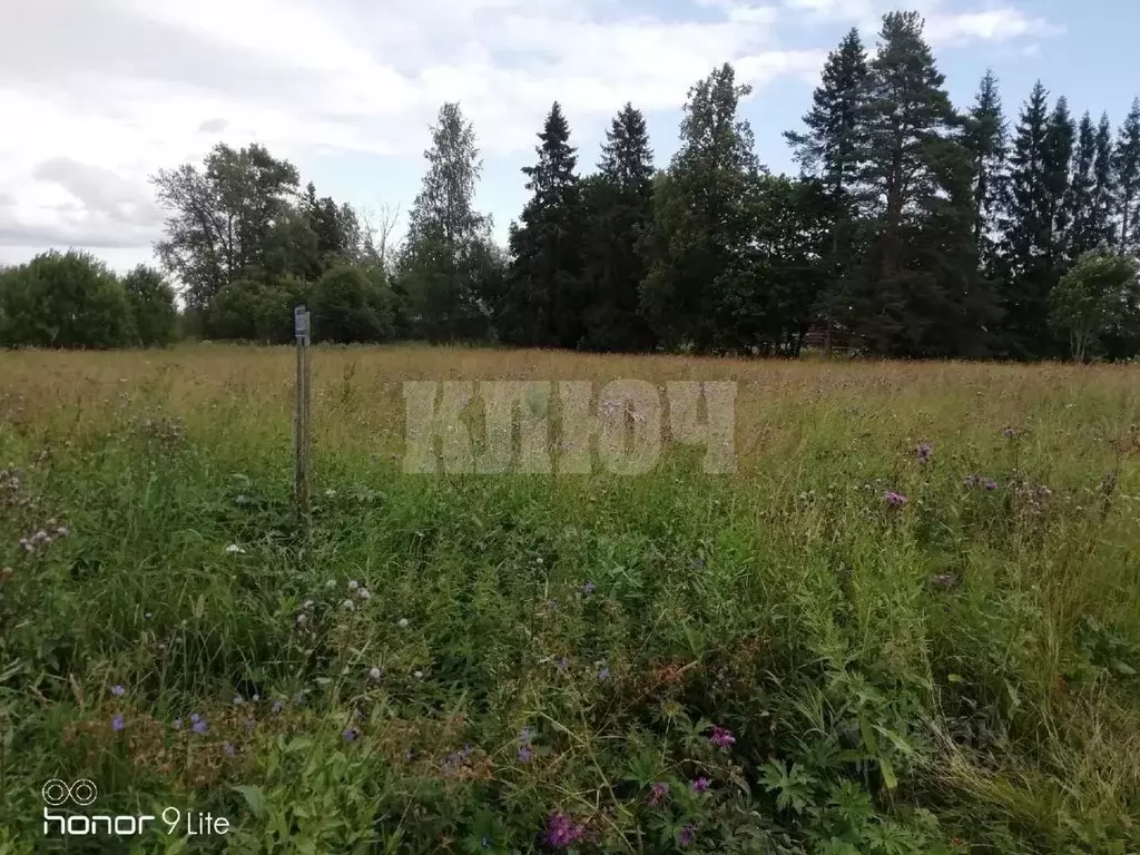 Участок в Вологодская область, Харовский муниципальный округ, ... - Фото 1