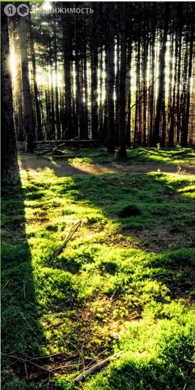 Участок в Наро-Фоминский городской округ, СНТ Апрелевка (200000 м) - Фото 1