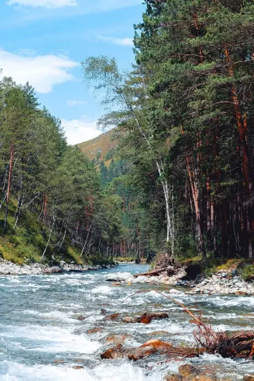 Участок в Алтай, Чемальский район, Чемальское с/пос  (30.03 сот.) - Фото 1