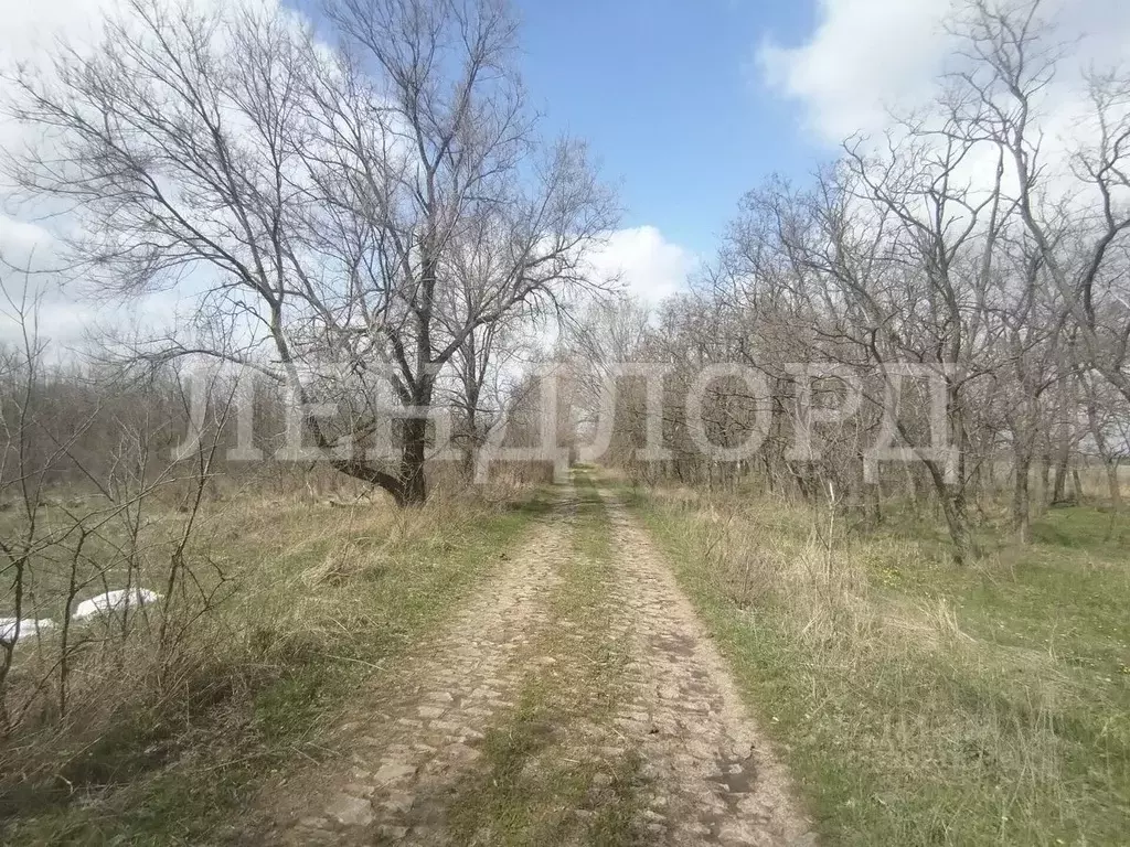 Участок в Ростовская область, Родионово-Несветайский район, Волошино ... - Фото 1