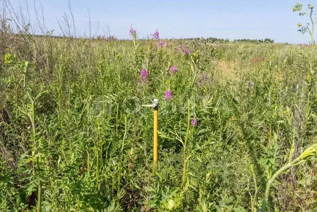 Участок в Тюменская область, Тюменский муниципальный округ, с. ... - Фото 2
