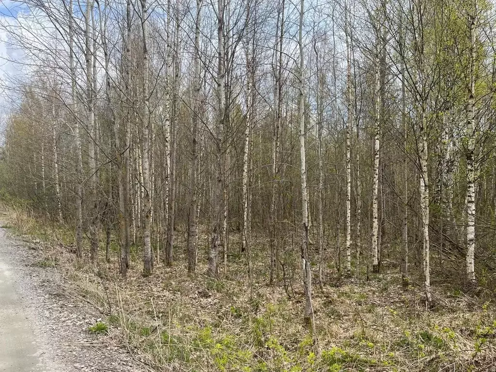 Участок в Ленинградская область, Всеволожский район, Рахьинское ... - Фото 0