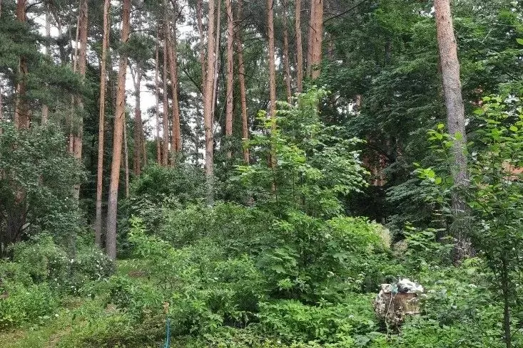 Участок в Московская область, Люберцы городской округ, Малаховка пгт ... - Фото 1