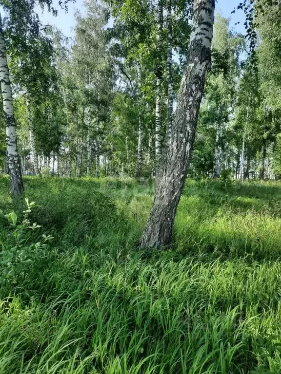 Участок в Алтайский край, Бийский район, с. Лесное пер. Северный, 12 ... - Фото 1