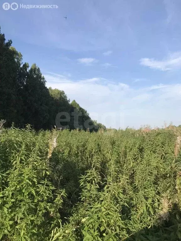 Участок в Тюменская область, Нижнетавдинский муниципальный округ, село ... - Фото 2