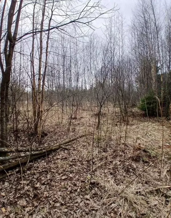 Участок в Ленинградская область, Выборгский район, Селезневское с/пос, ... - Фото 2