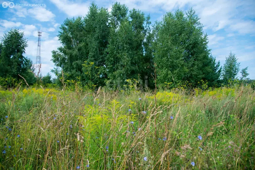 Участок в Искитимский район, село Морозово (9.5 м) - Фото 0