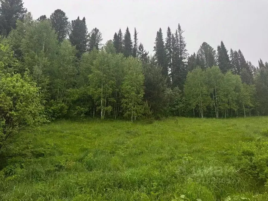 Участок в Кемеровская область, Таштагольский район, Каларское с/пос, ... - Фото 0