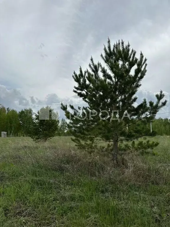 Участок в Новосибирская область, Искитимский район, Быстровский ... - Фото 1